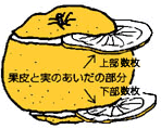 夏みかんスライスイラスト