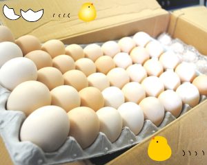 大量の卵をいただきました♪