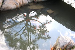 池の大掃除☆キレイが一番気持ちイイ!