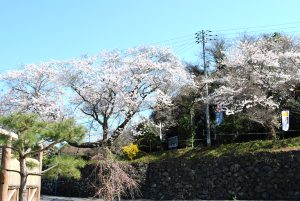 桜の美しい季節です