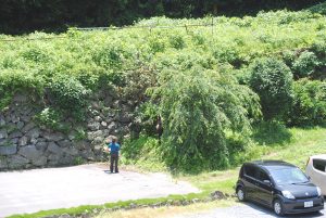 びわ収穫～♪梅雨の合間の恒例行事。