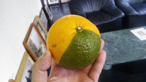 素敵な夏みかん発見!!