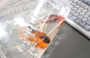 新しい仲間が・・・