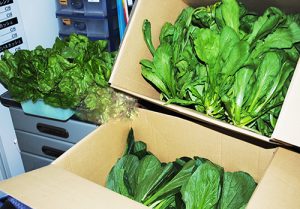 新鮮な萩野菜をいただきました