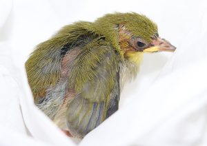 飛べない小鳥を保護しました