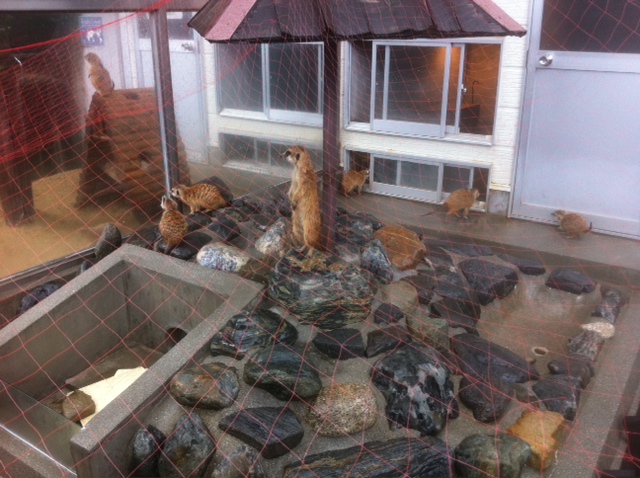 ミーアキャット