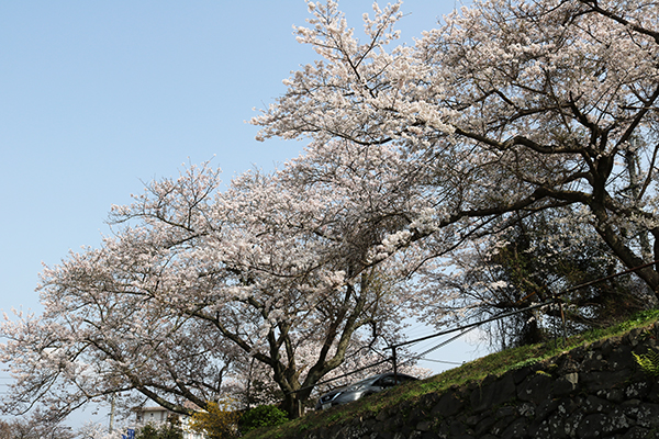 sakura-michi