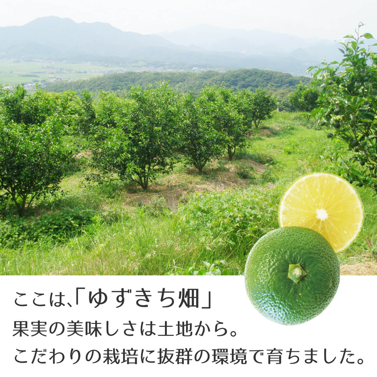 ここは、「ゆずきち畑」
果実の美味しさは土地から。こだわりのゆずきち栽培に抜群の環境で育ちました。