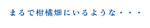 ご予算5,000円～のギフトセット